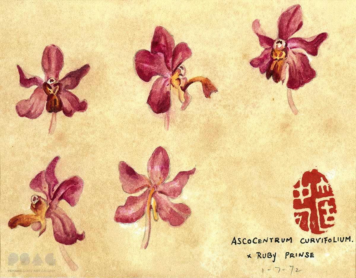 Ascocentrum Curvifolium x Ruby Prinse