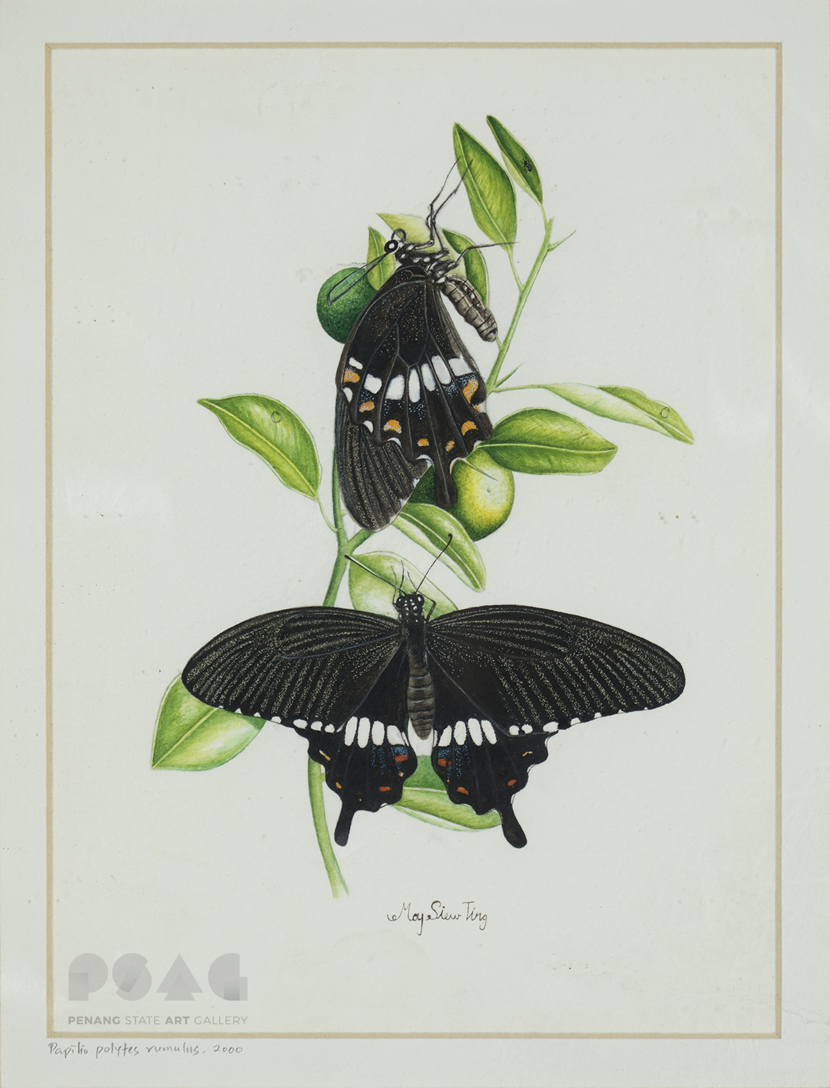 Papilio Polytes Rumulus