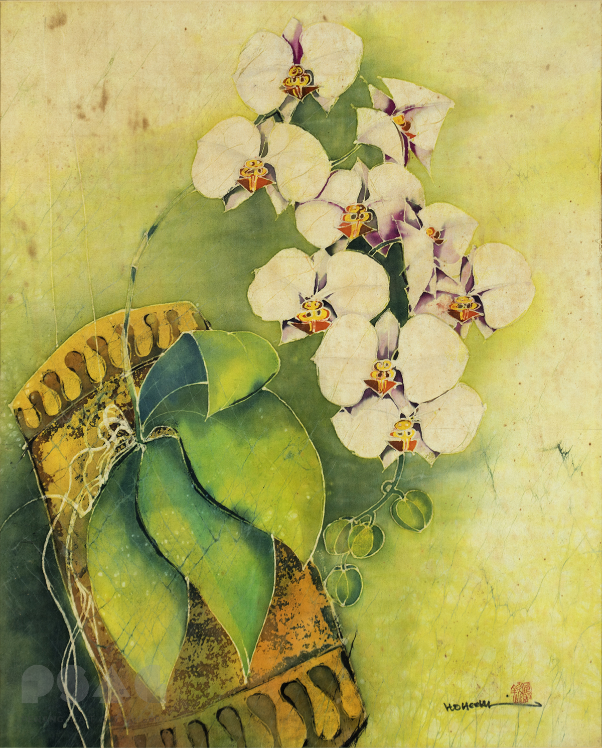 Phalaenopsis Orchid 2