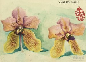 Vanda George Seddon