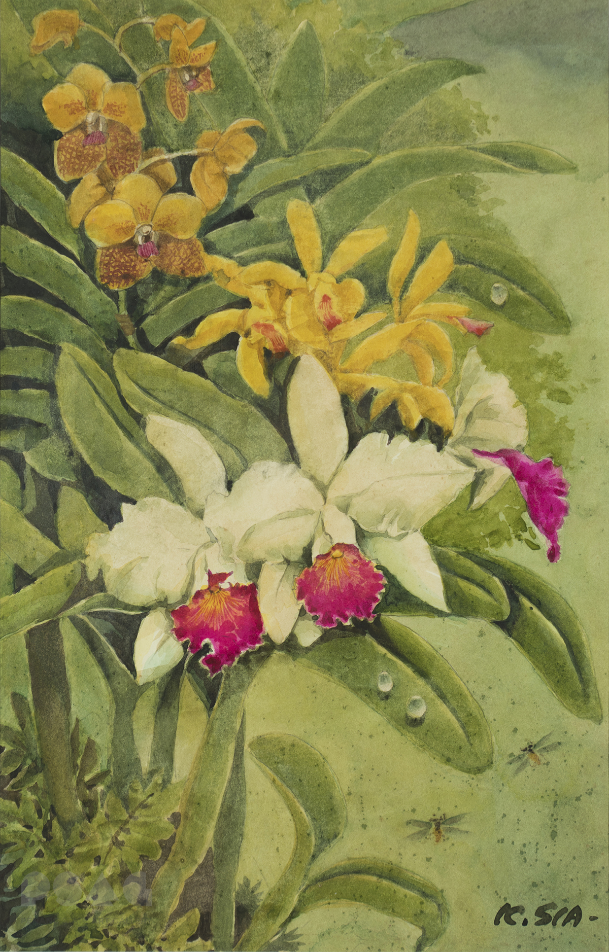 Varieties of Orchids